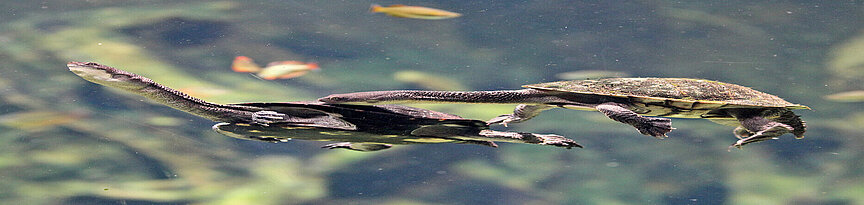Zwei Glattrücken-Schlangenhalsschildkröten schwimmen nebeneinander