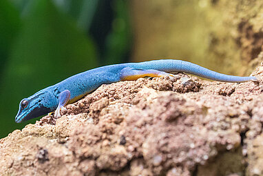 Türkisblauer-Taggecko läuft über einen Stein