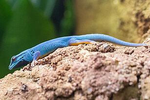 Turquoise dwarf gecko 