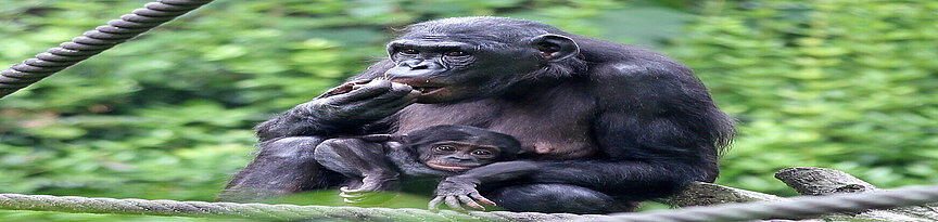 Bonobo sitzt mit Jungtier auf der Außenanlage von Pongoland und frisst