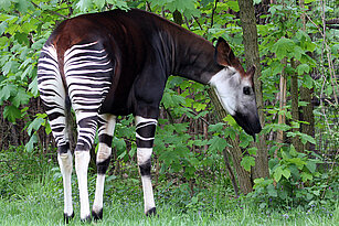 Okapi eating leaves