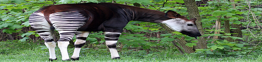Okapi bückt sich nach Blättern
