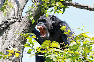  Schimpanse sitzt im Baum und brüllt