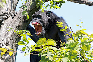 Chimpanzee roaring