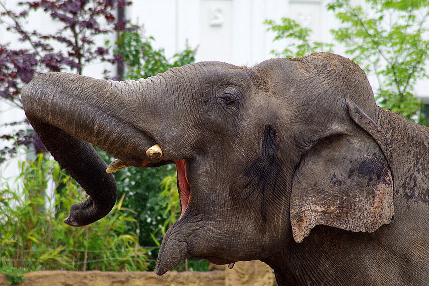 Asiatischer Elefant mit geöffnetem Maul von der Seite