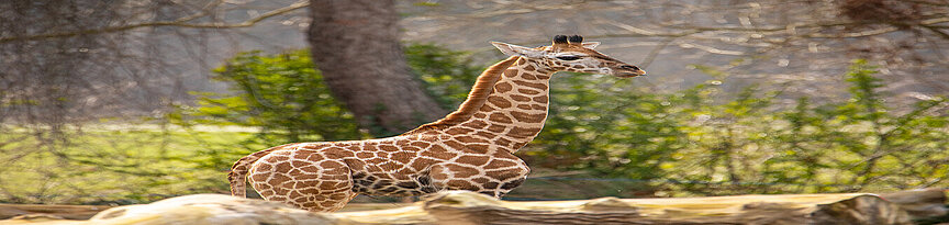 Giraffe Niara auf der Kiwara-Savanne