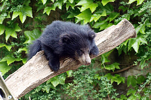 Indian sloth bear young