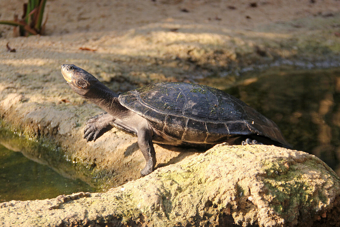 The Arrau turtle is waiting for you at Zoo Leipzig!