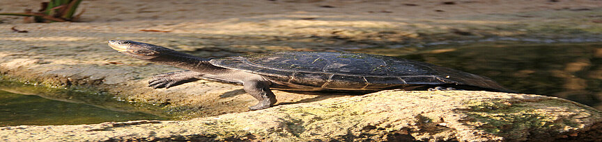 Arrau-Schienenschildkröte sitzt auf einem Stein und schaut zur Seite