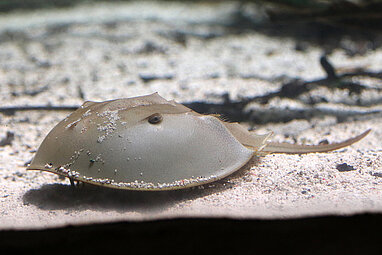 Großer Molukkenkrebs in einem Aquarium in Gondwanaland