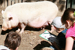 Hängebauchschwein mit Schulkindern
