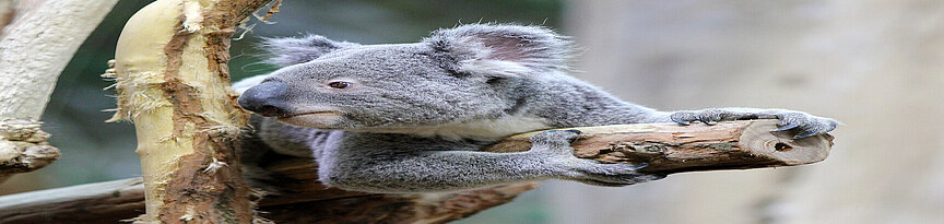 Ein Koala liegt bäuchlings auf einem Ast und schaut zur Seite