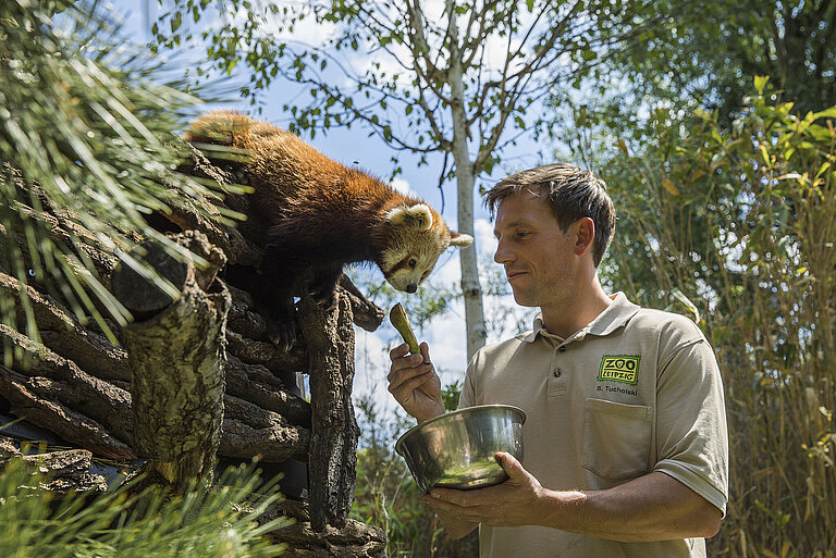 Tierpfleger bei der Fütterung des Roten Pandas