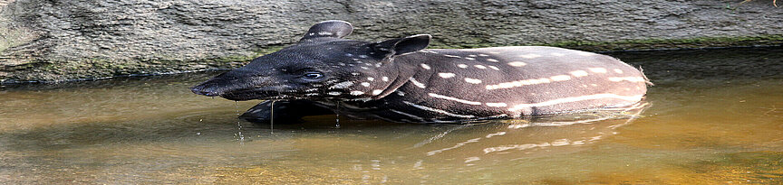 Malayan tapir young in the water
