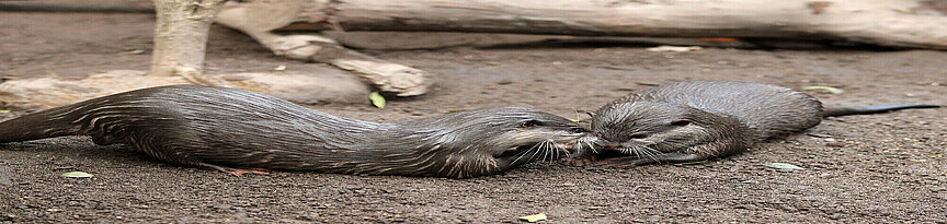 Oriental small-clawed otter playing