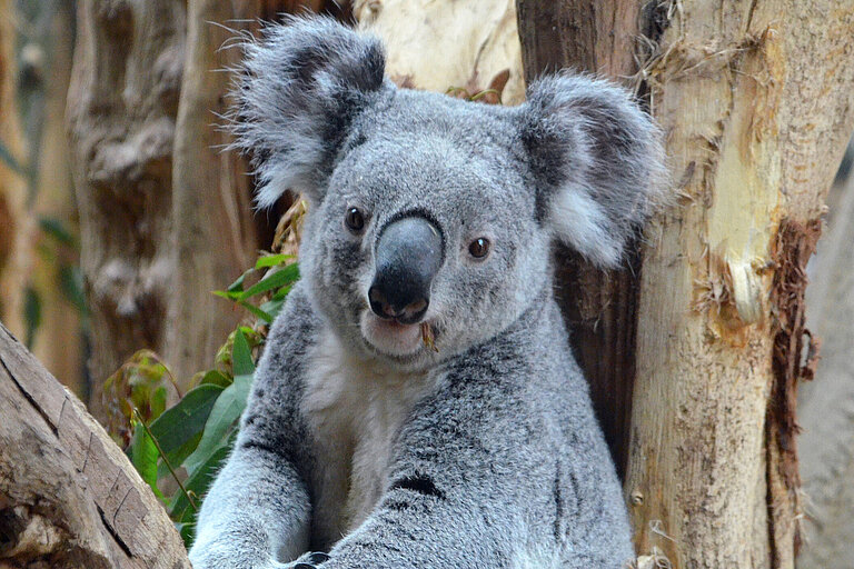 Koala_Oobi-Ooobi_auf_einer_seiner_Lieblingsastgabel