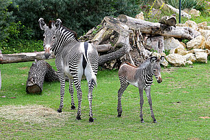 Grevy-Zebra dreht sich um und schaut zur Kamera, ihr Jungtier steht daneben