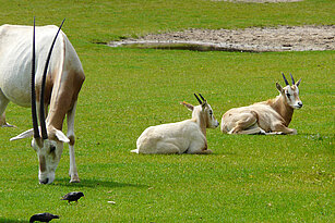Scimitar-horned oryx eating grass