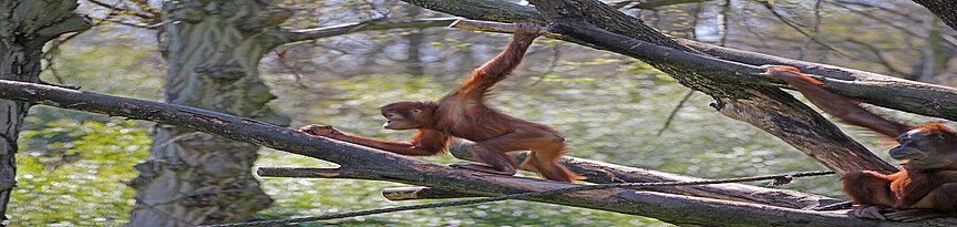 Sumatran orangutan in the trees