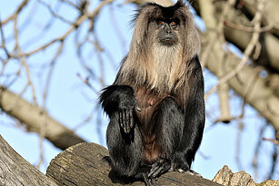Lion-tailed macaque 