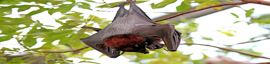 Small flying fox with her baby