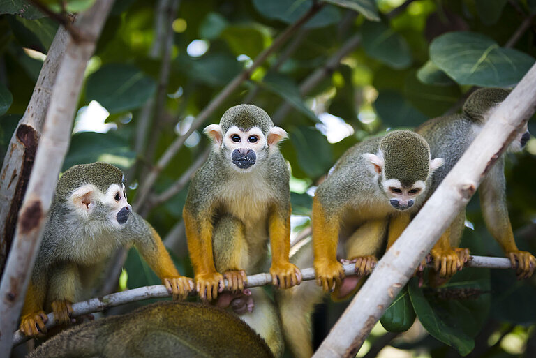 Common squirrel monkeys sitting on a bough 