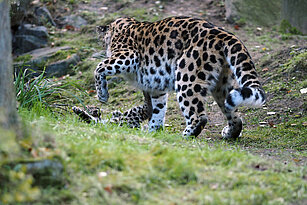 Leopardenmutter spielt mit Jungtier