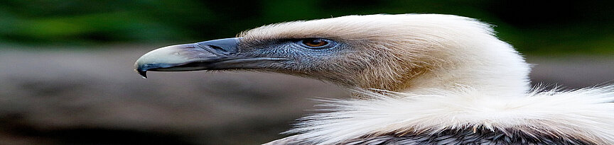 head of the Griffon vulture 