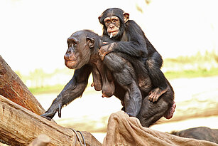  Schimpanse läuft mit Jungtier auf dem Rücken einen Ast hinauf
