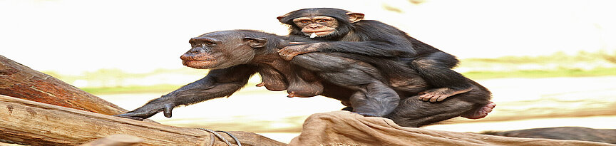  Schimpanse läuft mit Jungtier auf dem Rücken einen Ast hinauf
