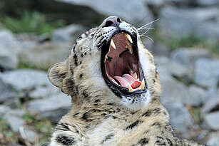 snow leopard with opened mouth