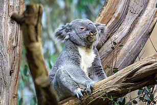 Ein Koala von vorn sitzt auf einem starken Ast und frisst Eukalyptusblätter