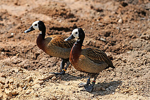 two White-faced whistling duck 