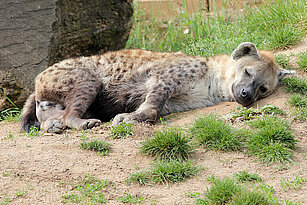 Spotted hyena laying on the ground