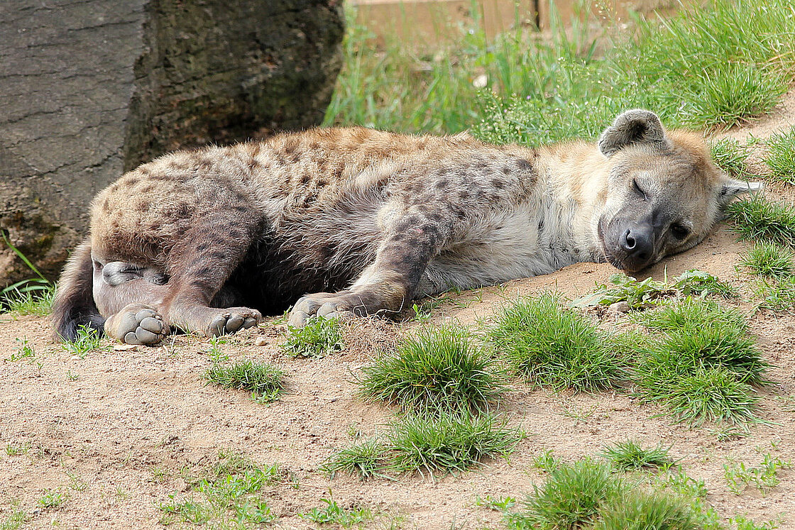 Spotted Hyenas: Meet them at Zoo Leipzig!