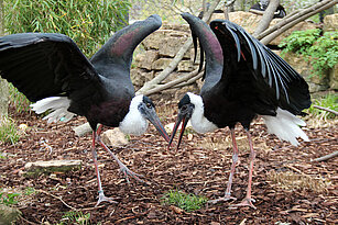 two wolly-necked storchs