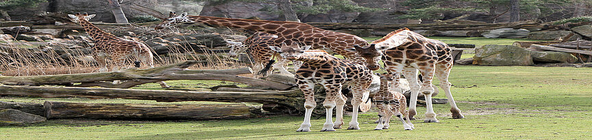 Giraffenherde mit Jungtier Niara auf der Kiwara-Savanne