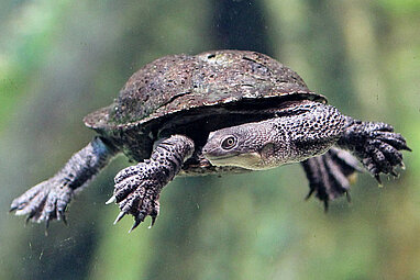 Glattrücken-Schlangenhalsschildkröte dreht den Kopf zur Seite