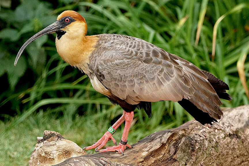 Black-faced ibis