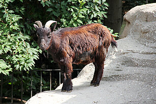 African pygmy goat 