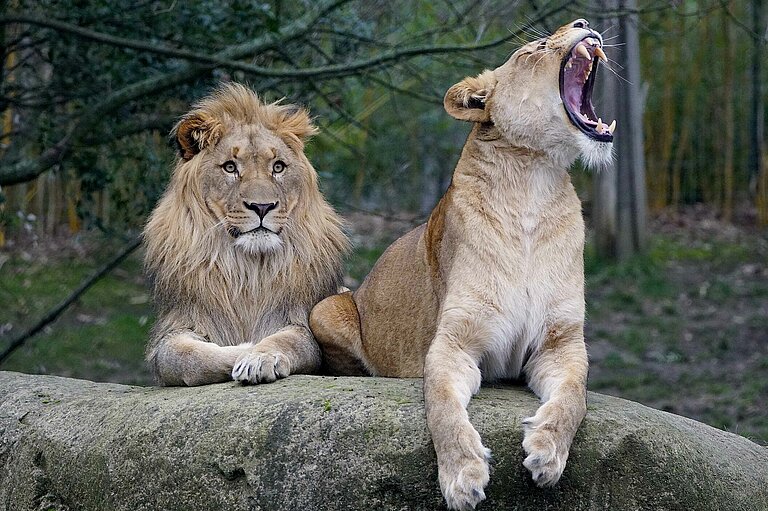 Löwenpaar "Majo" und "Kigali" auf der Löwensavanne "Makasi Simba"
