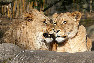 lion couple laying behind the stones