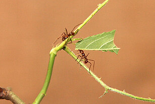 Zwei Blattschneiderameisen auf einem grünen Zweig, eine davon trägt ein Blatt, das etwa vier mal so groß ist wie sie selbst