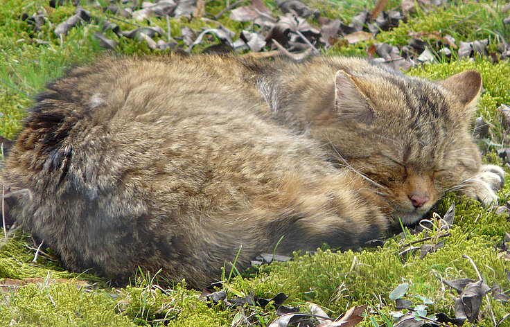 Europäische Wildkatze schlafend im Gras