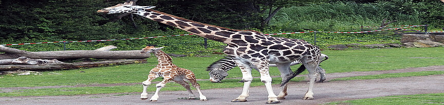 kleiner Giraffenbulle auf der Savanne mit Zebra und weiterer Giraffe