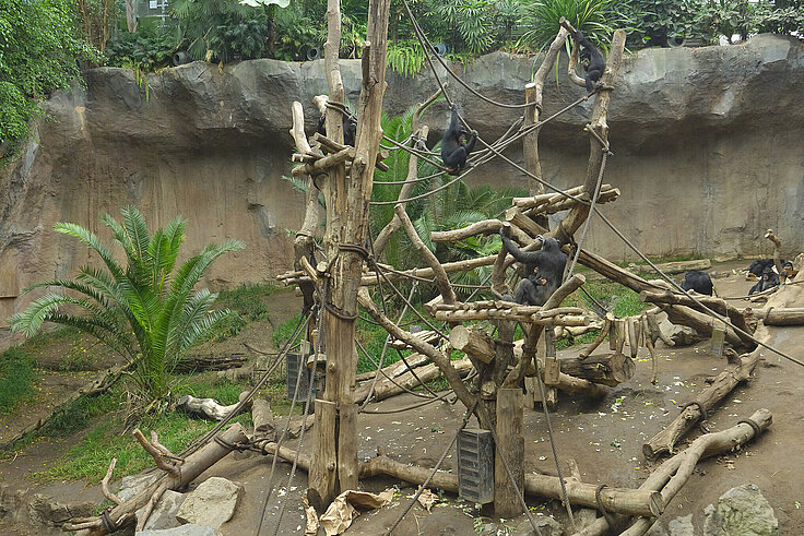 Innenanlage der Schimpansen in Pongoland mit mehreren Schimpansen auf Ästen