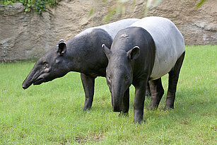 two Malayan tapir 