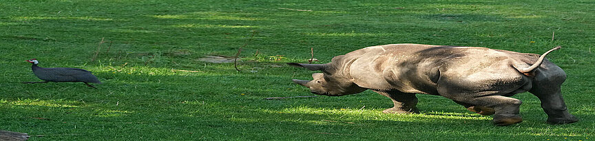 Eastern black rhinoceros running over the kiwara kopje