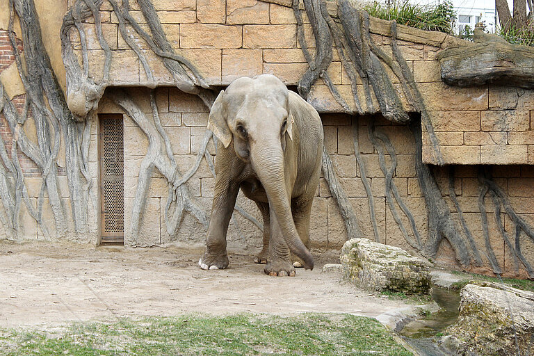 Elefantendame Thura auf Außenanlage