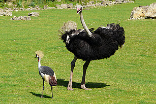 ostrich and croned crane
